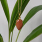Natural Golden Sandstone Arrowhead Necklace | Handmade Gemstone Jewelry